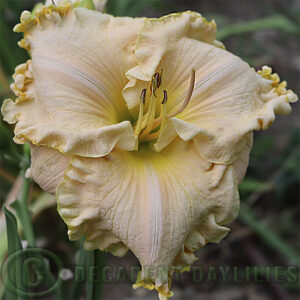 Daylily Kitty Wells flowering in my garden