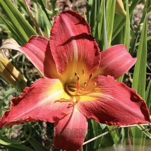 Daylily La Scala bright coral red