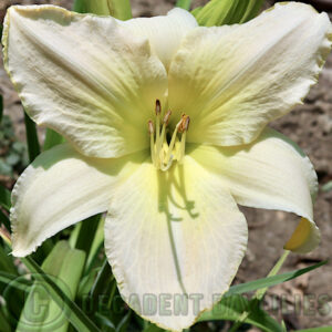 Daylily Lenox high quality ivory white