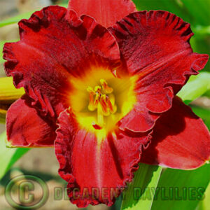 Daylily Lil Red Wagon