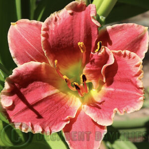 Daylily Little Red Flirt