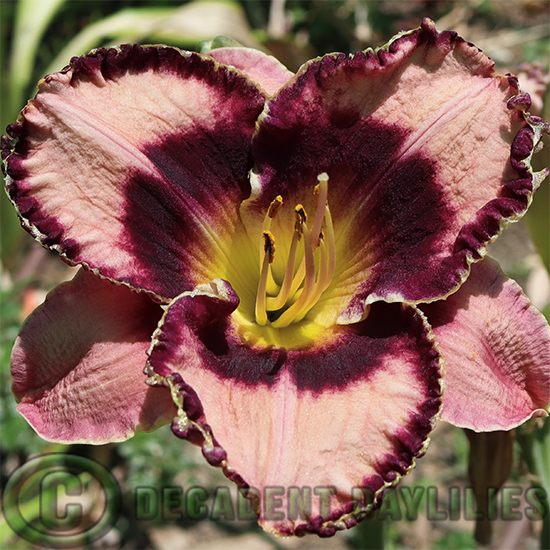 Daylily luck of the draw groing at Decadent Daylilies Gardens