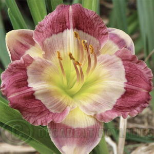 Daylily Master Of The Moon flowering at Decadent Daylilies Garden.