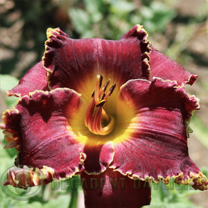 Daylily Midnight in Paris flowering at Decadent Daylilies