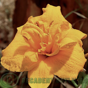 Daylily Pojo Miniature double flower