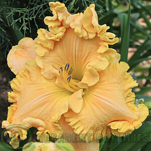 Daylily Robert W Grenkowitz growing at Decadent Daylilies