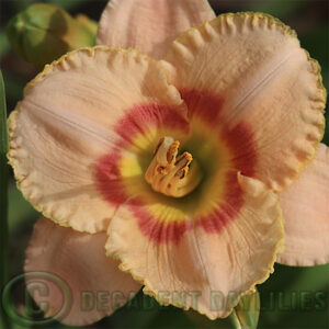 Daylily roses with peaches growing in my garden