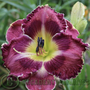 Daylily Silver Moon Sparkle growing at Decadent Daylilies Gardens