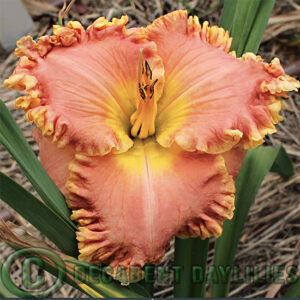 Daylily Susan Elinor growing at Decadent Daylilies