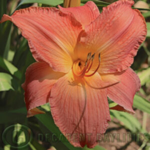 Daylily Frank Gladney