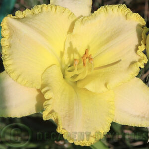 Daylily Blushed With Emerald growing at Decadentdaylilies.com
