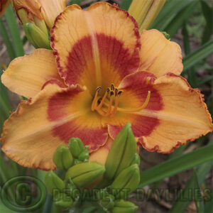 Daylily All Fired Up puts on a lovely show in my garden