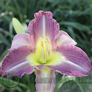 Blue Whisper growing in my daylily garden