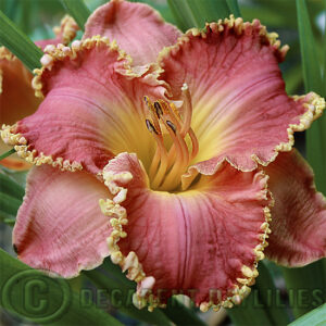 Daylily Celtic Magic picture taken in my garden