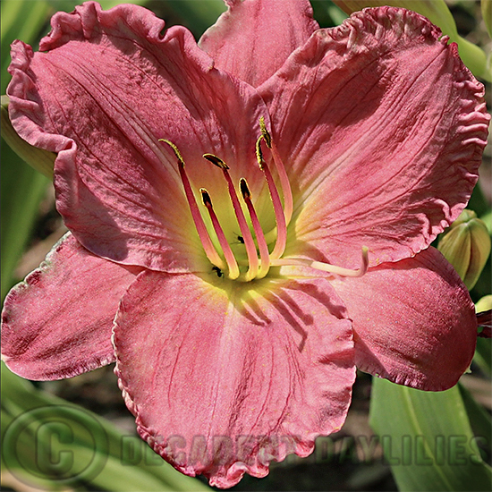 Daylily Coming Up Roses with hot pink flowers