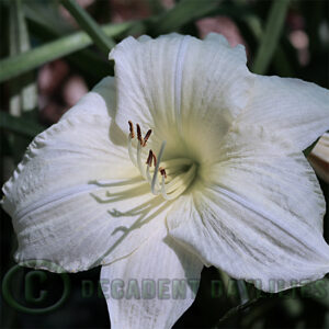 Daylily Gentle Shepherd growing in my garden