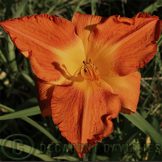 Daylily Hot Ember photo taken at late evening