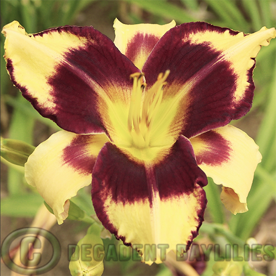 Daylily Jamaican Me Crazy growing in my garden