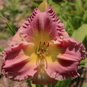 Daylily James McCaskill flowering on a hot sunny day