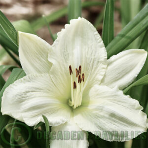 Daylily Journeys End flowering in my garden