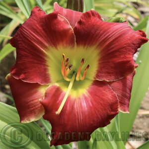 Daylily Leonard Bernstein the reddest of reds