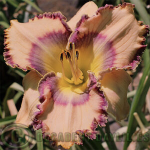 Daylily Levi Davis growing in my garden.