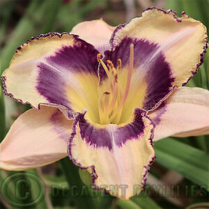 Daylily Lightening Strike ever only single flowers