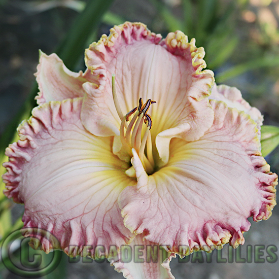 Daylily Memphis growing at Decadent Daylilies Gardens