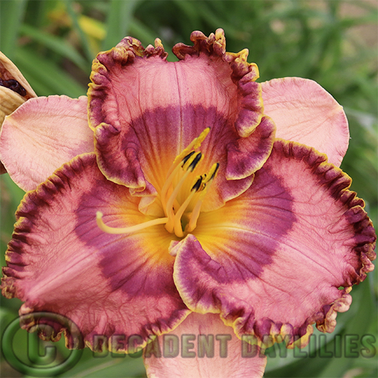 Daylily Nocturnal Butterfly flowering at Decadent Daylilies Gardens
