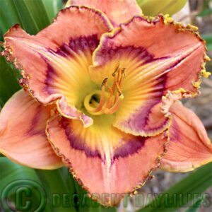 Daylily Reggie Morgan photo taken at Decadent Daylilies gardens