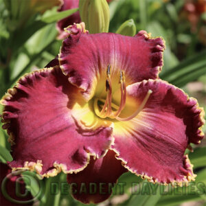 Striking purple daylily Sea of Cortez