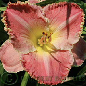 Daylily Sonoma growing at Decadent Daylilies gardens