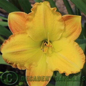 Daylily Unique Style growing in my garden