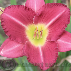 Daylily Maleny Flirt Flowering at Decadent Daylilies