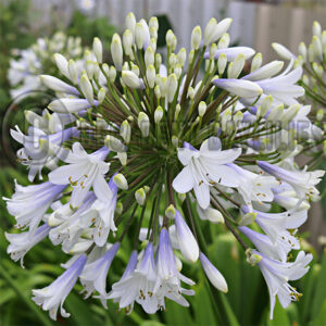 New Agapanthus Enigma growing in my garden