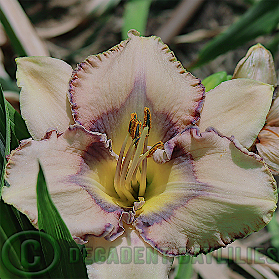 Daylily Blue Diamond Mine growing in the garden of Decadent Daylilies