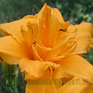 Daylily Double Talk golden double daylily