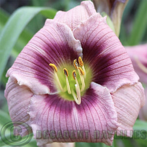 Daylily Royal Corduroy happily growing in my garden