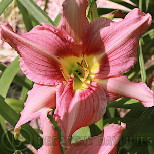 Daylily Tootsie Rose flowering as a front border plant