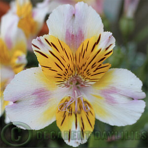 Alstroemeria Inca Smile flowers