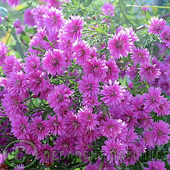 Aster Ruby buttons