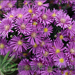 Aster tonga purple growing in my garden