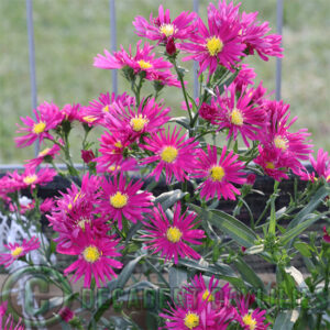 Aster Winston Churchill growing in my garden