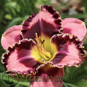 Daylily Eye Chiwawa growing in Decadent Daylilies Gardens