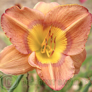 Easy to Grow Daylily Leprechauns Luck