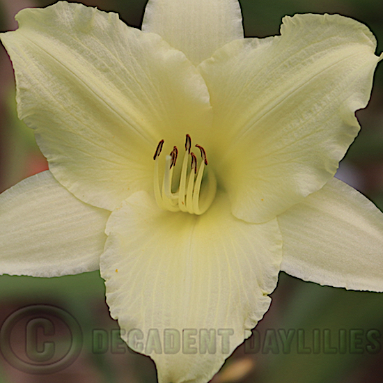 Daylily May May growing at Decadent Daylilies Gardens
