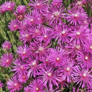 Magenta groundcover blocks out weeds