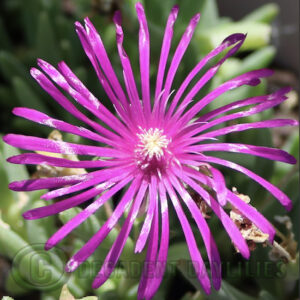 Summer flowering ice plant