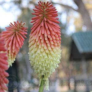 Torch lily Autumn Delight growing in my garden