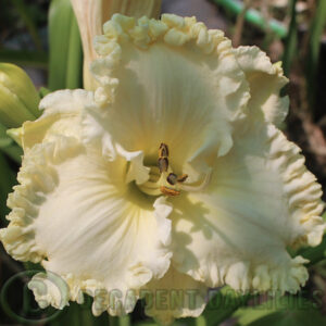 Cream Daylily Heaven's Majesty